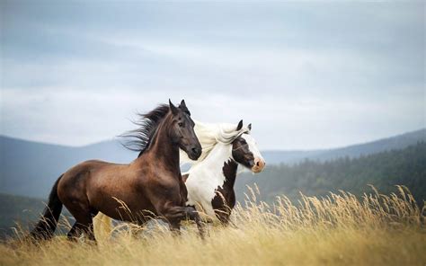 free desktop wallpaper horses.